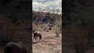 Wild Horses Can Kick majestichorses horsevideo kicks [upl. by Acacia41]