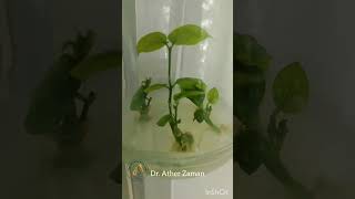 In vitro shoot proliferation of Jasmine Jasminum sp Synergistic effects of phytohormones seen [upl. by Mariana624]