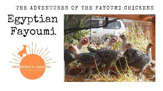 The adventures of the Fayoumi chickens [upl. by Pearson439]