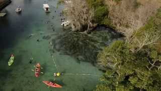 Conservation Connect Series West Indian Manatee [upl. by Novehs118]