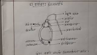 একটি আদর্শ নিডোসাইট Cnidocyte কোষের গঠন  HSC  Arifs Biology Academy [upl. by Nnylirehs]