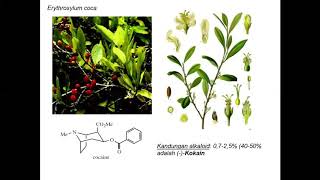 2 dari 2 METABOLIT PRIMER DAN SEKUNDER  FARMAKOGNOSI [upl. by Anwahsed]