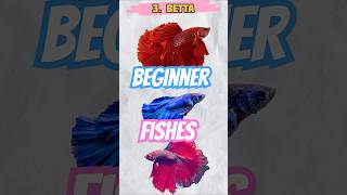 TOP 5 👋 Beginner 💫 Fishes 🐠 [upl. by Jesher]