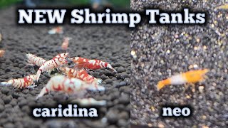 NEW Caridina Shrimp Tank and NEW Neocaridina Shrimp Tank [upl. by Ardekan]