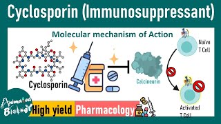 Cyclosporin  Immunosuppressant  How cyclosporin works at molecular level  Pharmacology [upl. by Werdn857]