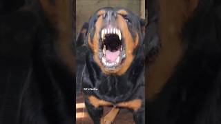 Angry puppy barking sound angrypuppy dogsound angrypets pets angrydog barkingsound angry [upl. by Carew]