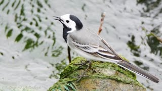 White Wagtail Motacilla alba  Bachstelze [upl. by Luca]