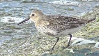 Dunlin bird taken lunch near riverside [upl. by Nihs699]