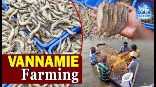 Vannamie Shrimps Middle Harvesting  Vannamie Prawns  Andhra Pradesh  Aqua Factory [upl. by Jp358]