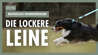 Leinenführigkeit Leicht Gemacht  Die Beste Methode Für Lockere Leine amp Mehr Kontrolle  Tag 29 [upl. by Ahsirak]