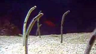 Garden Eels [upl. by Ayisan]