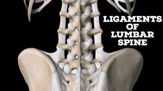 Ligaments of lumbar spine [upl. by Elyad]