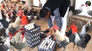 Chicken Farm  How to Start a Business Fayoumi Chicken Farming  Layer Chicken Farming Business Plan [upl. by Ahtan127]