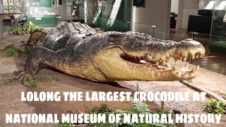 Worlds Biggest Crocodile Tries To Escape  ManEating Super Croc [upl. by Canotas850]