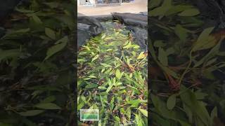 ANUBIAS LANCEOLATA MEGA HARDY BACKGROUND PLANT 5 HUGE LEAVES [upl. by Adok532]