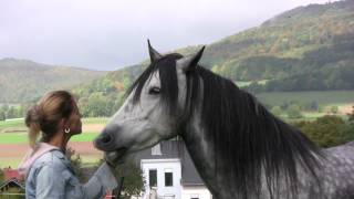 Wenn Pferde flüstern Lene Husch und ihre Pferde When Horses Whisper [upl. by Denney]