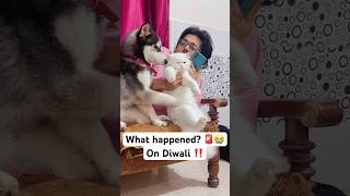 Diwali Disaster Alert 🚨😨 shorts dog husky trendingsongs [upl. by Trish]