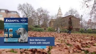 How Adaptil Can Help Dogs Left Home Alone [upl. by Odilo]