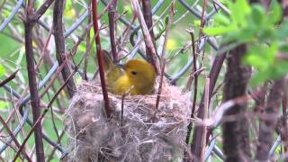 Yellow Warbler Building a Nest [upl. by Eytak336]