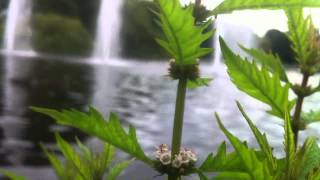 Gipsywort Lycopus Europaeus  European Bugleweed  20120714 [upl. by Aneela656]