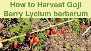 How to Harvest Goji Berry Lycium barbarum [upl. by Ennovehc]