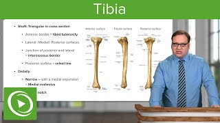 Tibia The Three Surfaces – Anatomy  Lecturio [upl. by Lettig51]