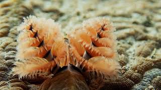 Caribbean Christmas Tree Worm Spirobranchus giganteus [upl. by Nemrac]