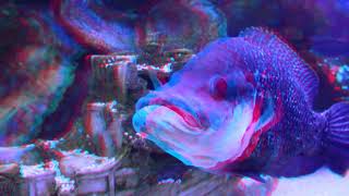 Big fish 3D anaglyph [upl. by Sirtimid93]