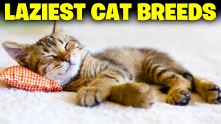 10 Laziest Cat Breeds In The World [upl. by Adlez]