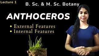 ANTHOCEROS  External Features amp Internal Features  in Hindi  Botany  B Sc amp M Sc [upl. by Sherfield]