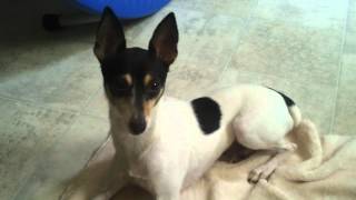 Toy Fox Terrier Listening to Barking Dogs on YouTube [upl. by Donahue981]