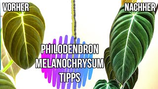 Philodendron Melanochrysum Alles zur idealen Pflege Dünger Luftfeuchtigkeit Temperatur und Licht [upl. by Kendrah441]