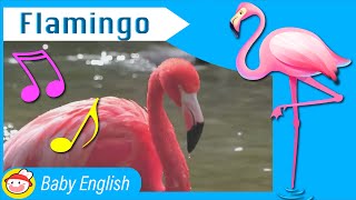 Flamingo  Awesome Animals  Music for Kids [upl. by Cris21]