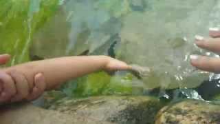 Stingray Encounter at SeaWorld San Antonio Aquatica [upl. by Hanschen52]