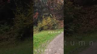 MTB Trail RAJ  PARADISE mtb mountaintrail autumn [upl. by Ahsiyk]