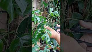 Rhaphidophora tetrasperma propagation houseplant diy gardenhacks handmade terracottapots fyp [upl. by Brigit]