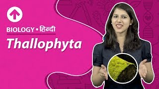 Thallophyta  Hindi  Biology [upl. by Bowne]