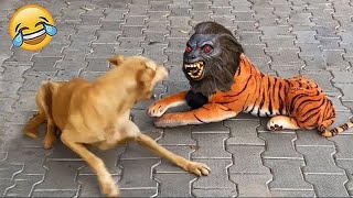 Funny Animal Videos 2024 😅  Funniest Dogs and Cats Videos 😁 Part 1892 [upl. by Nemrak]