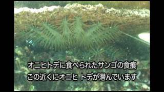 第12回鳩間オニヒトデ駆除 Removing Crown of Thorns starfish in Hatoma Isl Yaeyama Okinawa [upl. by Oidacra959]