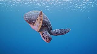 Green sea turtle Chelonia mydas [upl. by Livvie]