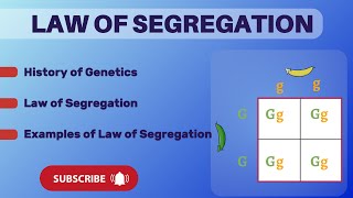 Law of segregation  Mendels law of segregaion  Genetics [upl. by Kwarteng]