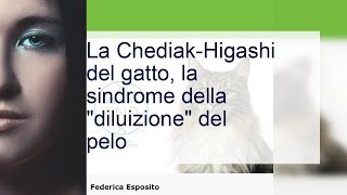 Sindrome di ChédiakHigashi quando il pelo del gatto si diluisce [upl. by Norat510]