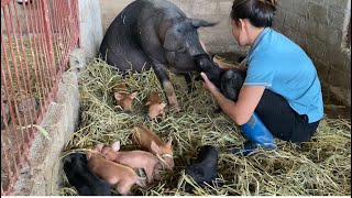 sows give birth ThoaRurallife 1 [upl. by Sitto]