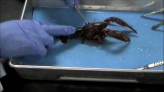 Crayfish dissection External Anatomy [upl. by Omsoc202]