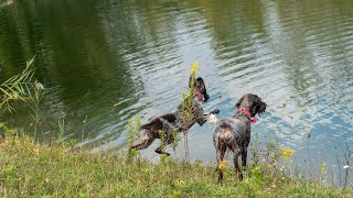 Crate Training Tips for Wirehaired Pointing Griffon Dogs [upl. by Einnaf686]