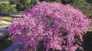 Miami Floss Silk Tree in Bloom [upl. by Arnon]