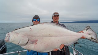 GIANT Alaskan Halibut Catch Clean Cook [upl. by Obellia]