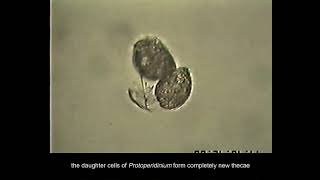 Examples of dinoflagellate Dinophyceae reproduction and life cycle [upl. by Jarrad812]