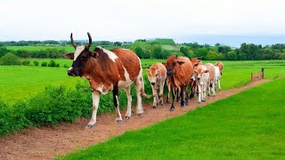 Suara Sapi Bergemuruh Memanggil Kawan Kawannya untuk Pulang ke Kandang Suara Lembu Sapi Moo [upl. by Wilkinson]