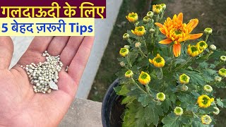 गुलदाऊदी पर फ़ूल आने से पहले ये 5 ज़रूरी बातें जान ले  Chrysanthemum Full CareFertiliserCuttings [upl. by Nessa]